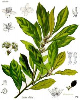 /album/fotogaleria/laurus-koehler-086-jpg/